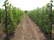 саженцы винограда от производителя,  пересылка почтой