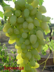 Саженцы и черенки новых крупноплодных сортов винограда.
