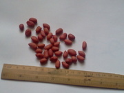 Семена арахиса на посадку