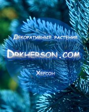 Декоративные растения Херсон www.drkherson.com
