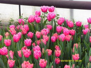 Продам свежий срез тюльпанов к 8 марту