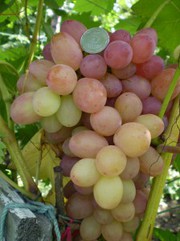 Саженцы и черенки винограда по самым низким ценам.