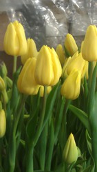 Срез тюльпана к 8 марта,  крокус и гиацинт