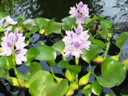 Продам эйхорния (водяной гиацинт) растения для пруда
