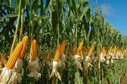 Семена кукурузы Украинской и зарубежной селекций