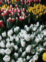 Тюльпаны Оптом к 8 марта 2017