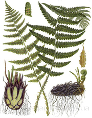 Продам Папоротник (Щитовник мужской) и много других растений.