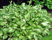 Продам саженцы Хосты - царицы теней и много других растений.