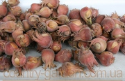 Продам саженцы Фундука и много других растений (опт от 1000 грн).