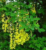 Глициния. Вистерия (wisteria floribunda)